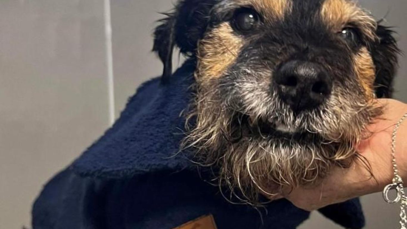Animal Blessing Service to Celebrate 200th Anniversary of the RSPCA