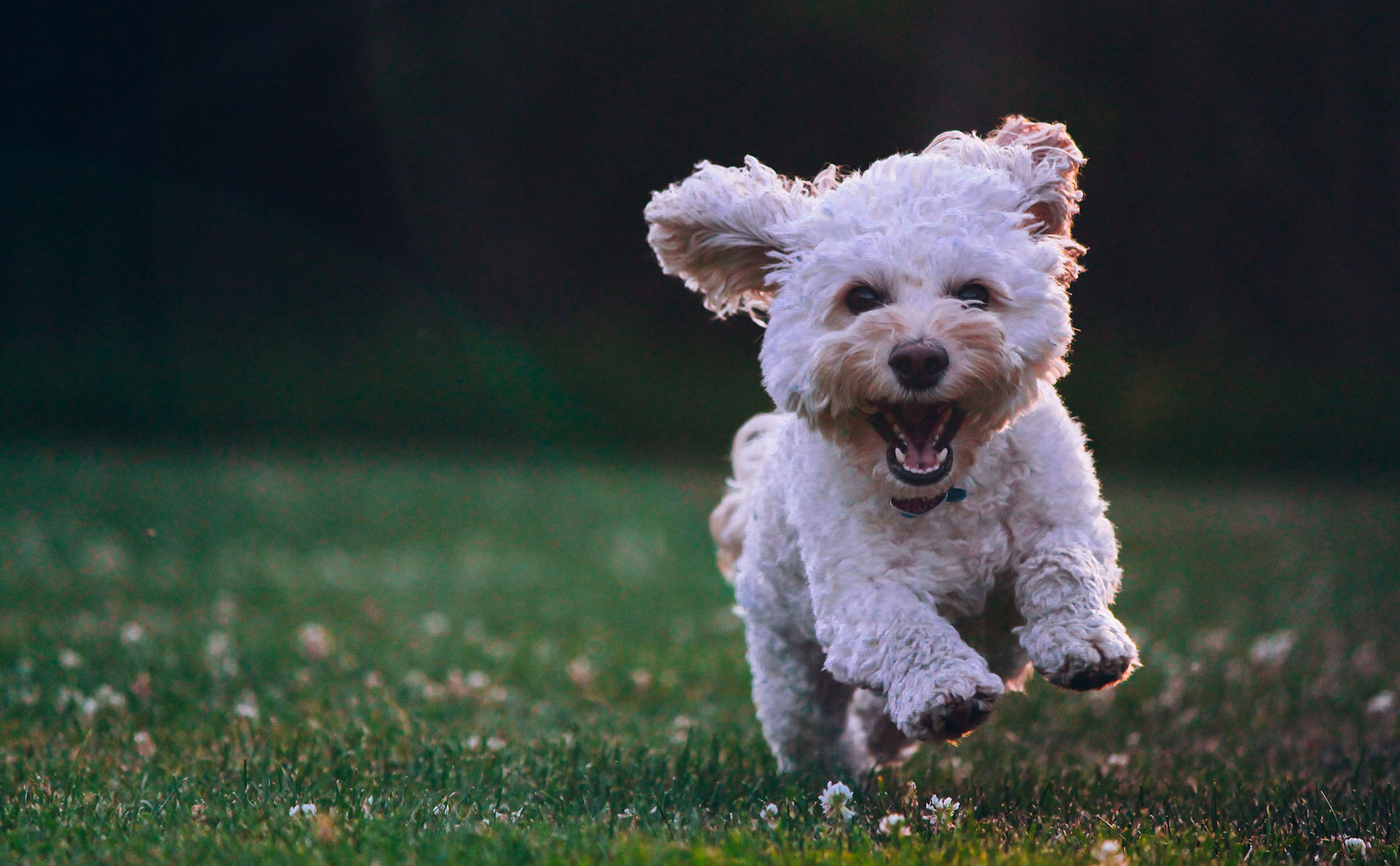 Fundraising Events for 2026 – help raise vital funds for RSPCA Hull & East Riding
