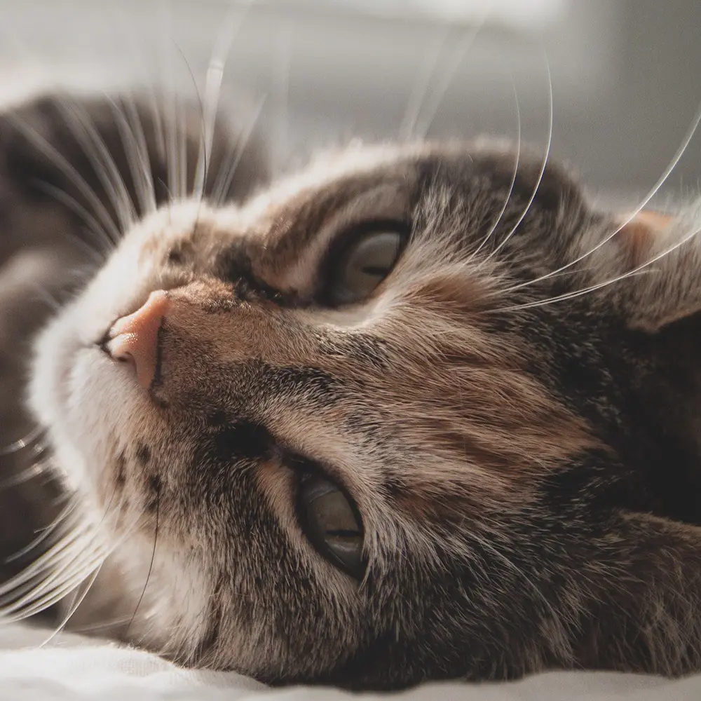 Keeping healthy and happy cats