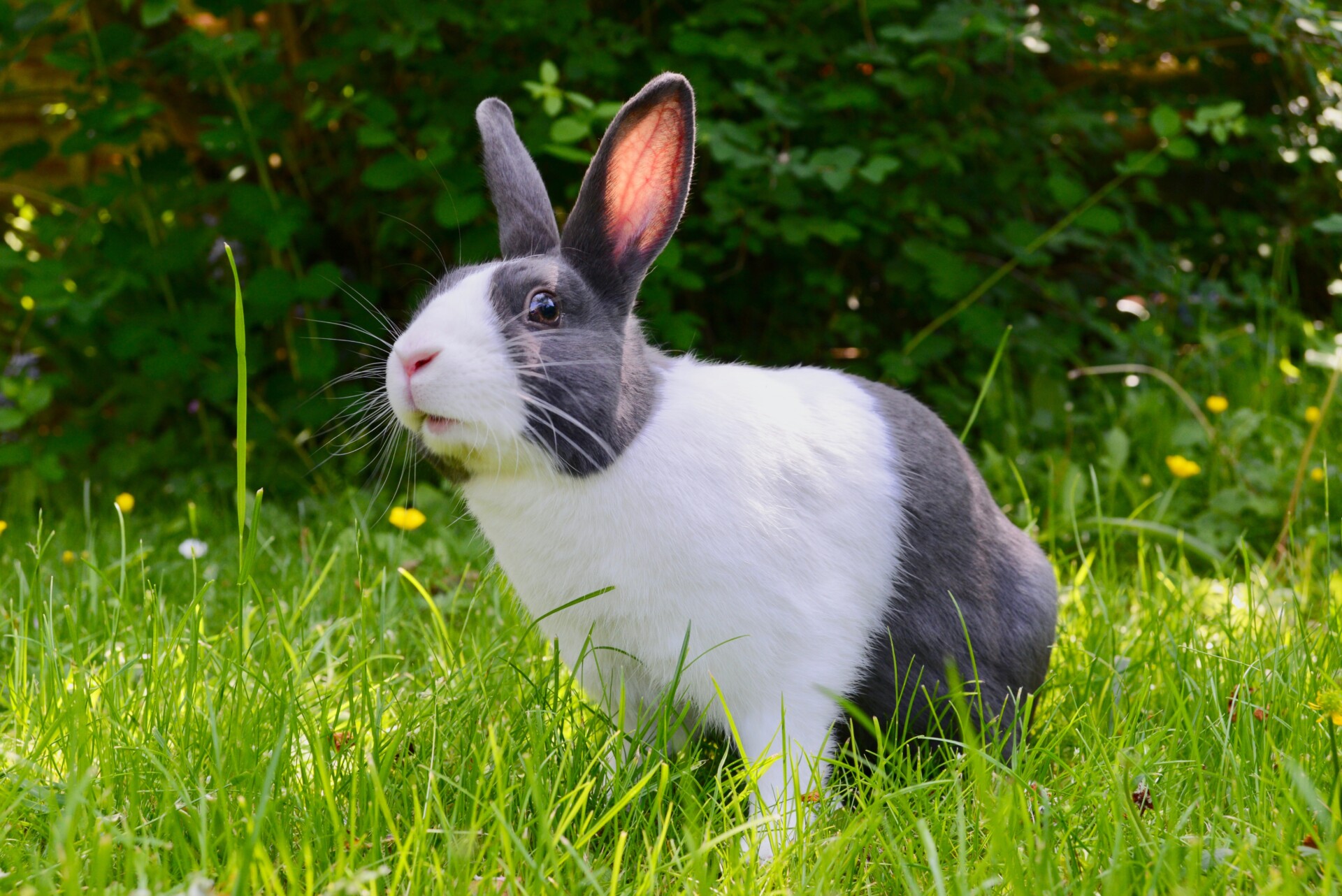 Partnering with Pets at Home for Easter Appeal