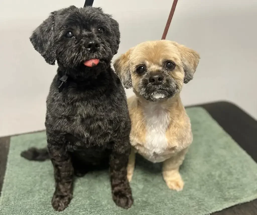 Meet Bella & George: A Heartwarming Journey to Their Forever Home