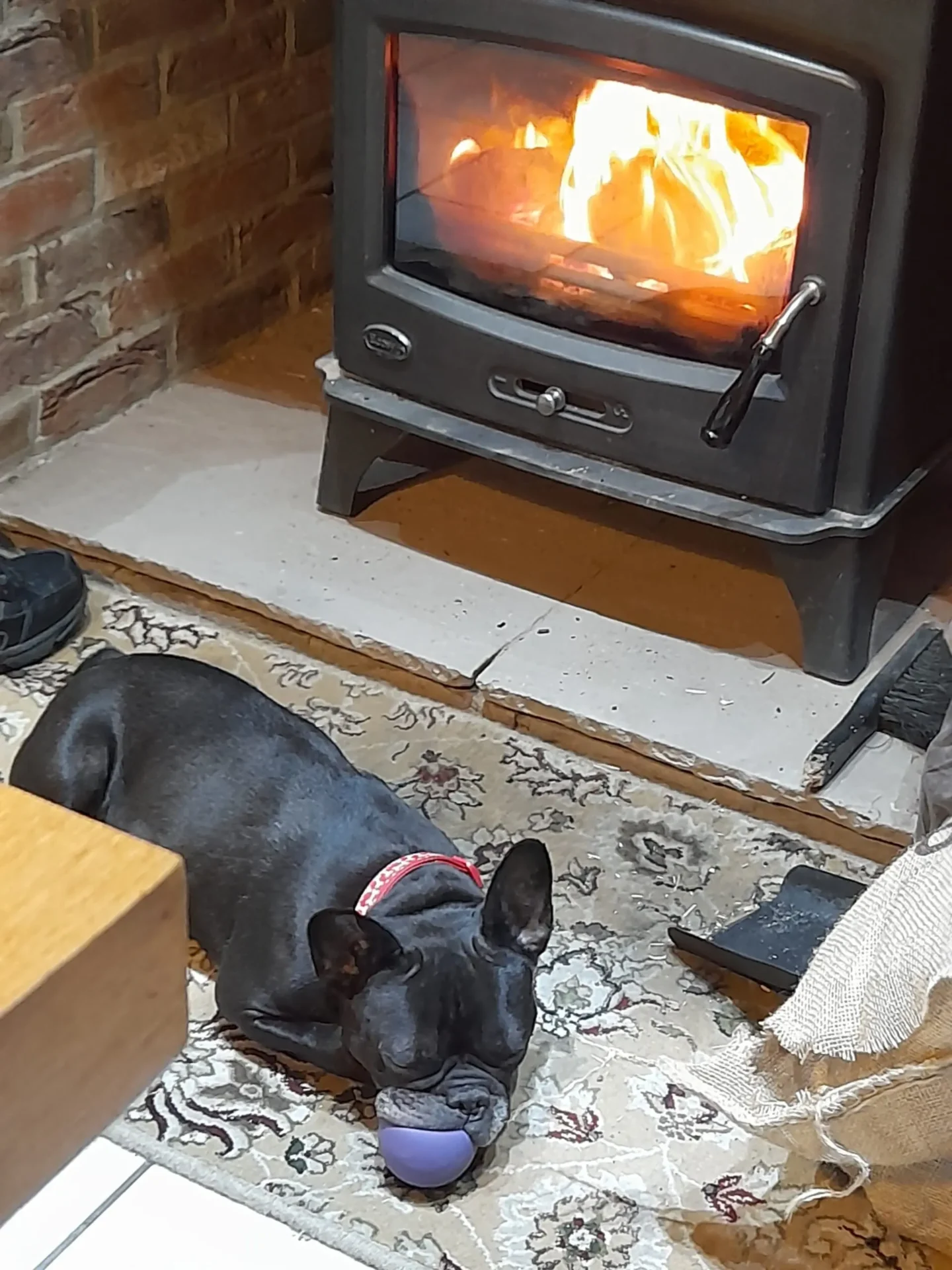 Meet Shiloh: A catch up with the adopters of our senior French Bulldog