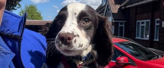 A Spaniel Rescue Mission: Giving dogs a Second Chance