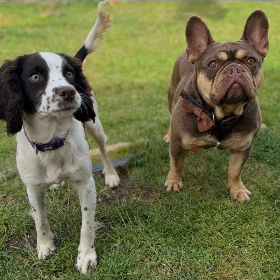 Rescued Spaniels find their forever homes
