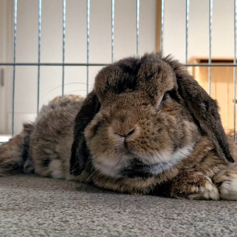 From Abandoned to Adored: Peter the Rabbit Finds His Forever Home