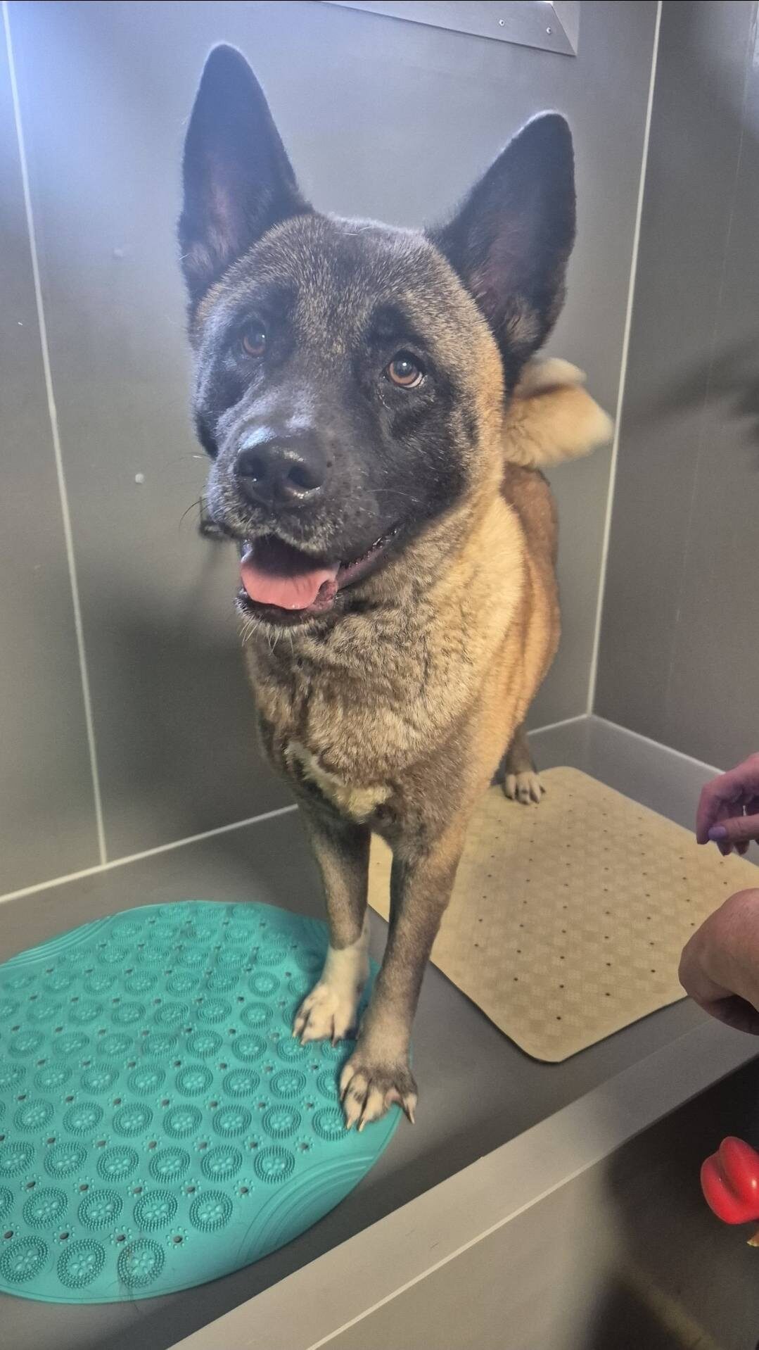 Meet Leia: From Neglect to a Loving Forever Home