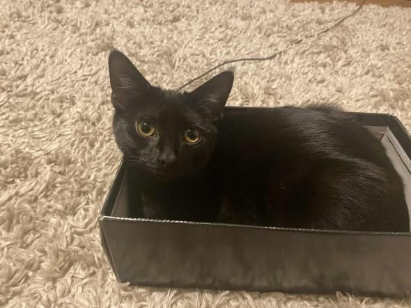 Good News Story: Luna’s Magical Happy Ending!