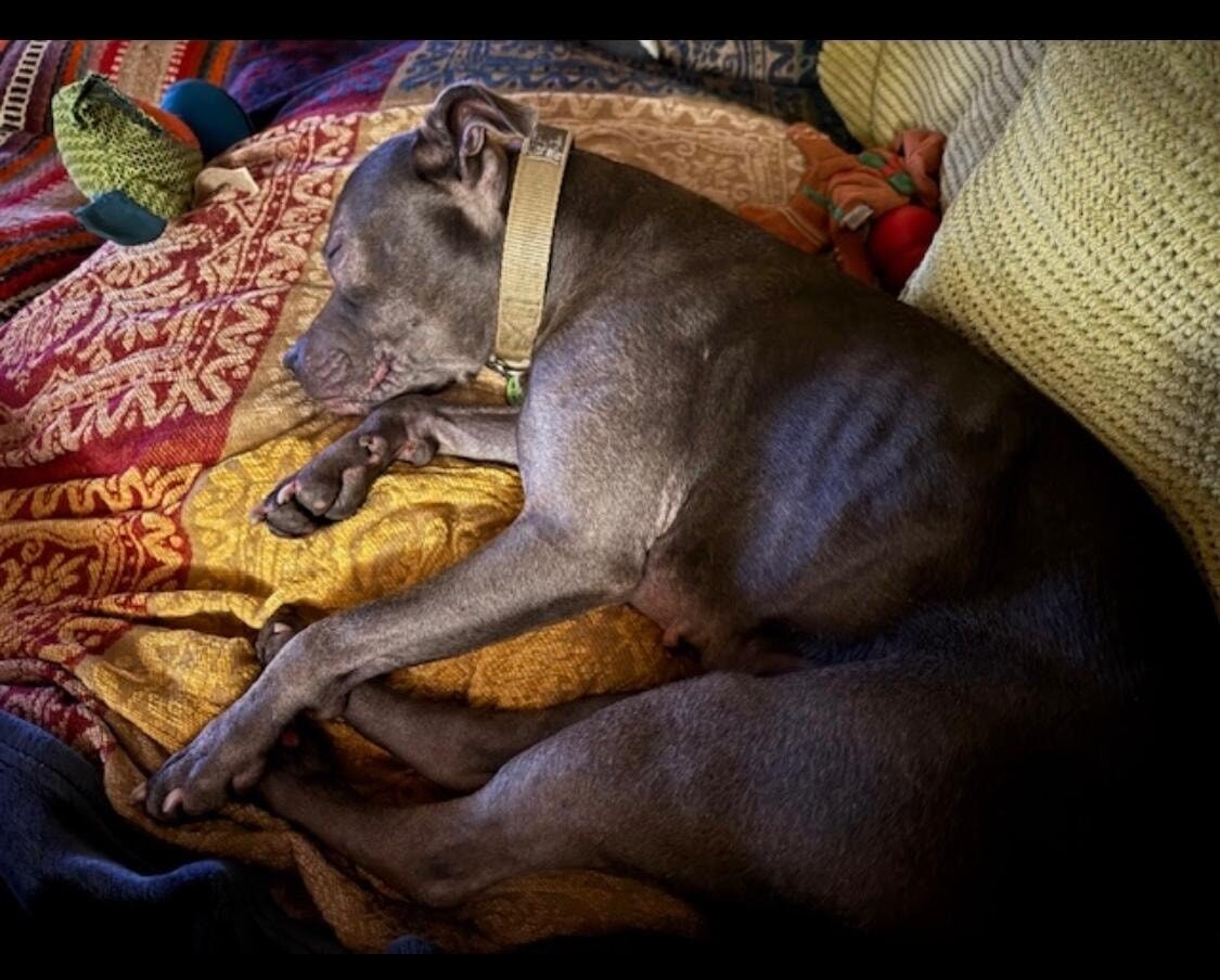 Mya’s story – Rehabilitation to Rehoming