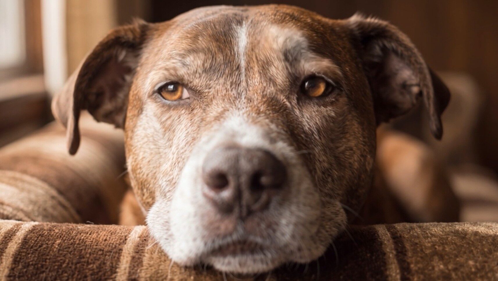 Safe People, Safe Pets: recognising how domestic abuse can affect animals